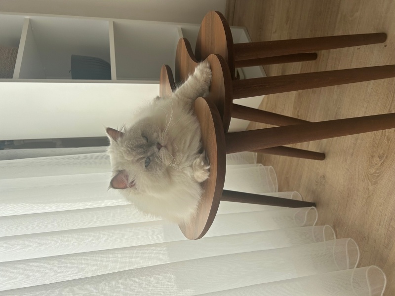 British Longhair, Kedi  Vanilya fotoğrafı