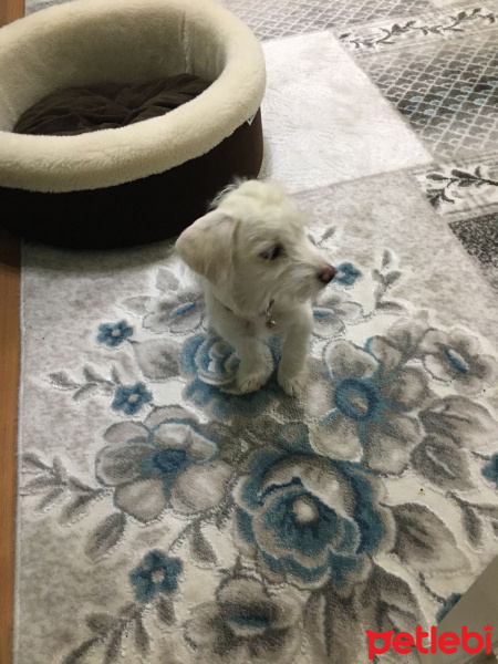 Maltese, Köpek  paris fotoğrafı