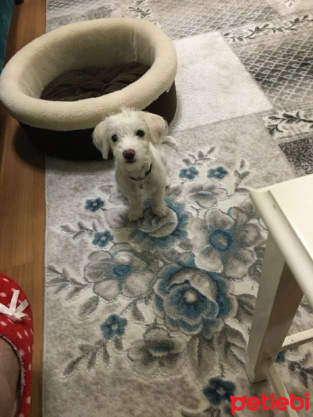 Maltese, Köpek  paris fotoğrafı