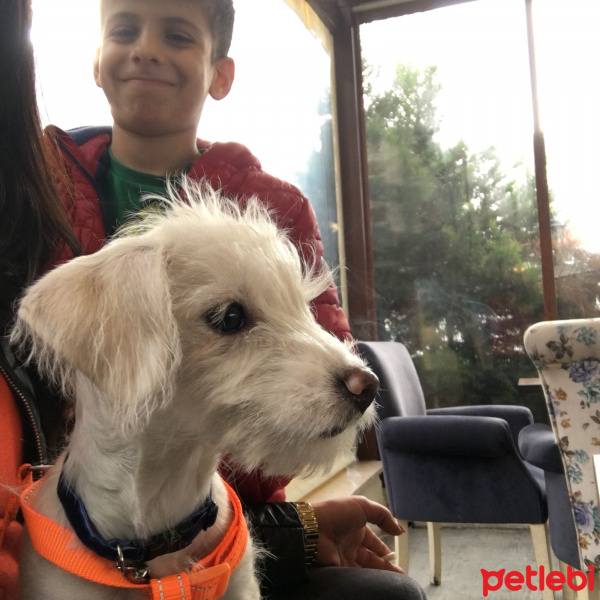 Maltese, Köpek  paris fotoğrafı