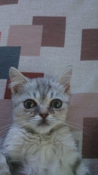 British Shorthair, Kedi  Pamuk fotoğrafı