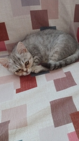 British Shorthair, Kedi  Pamuk fotoğrafı