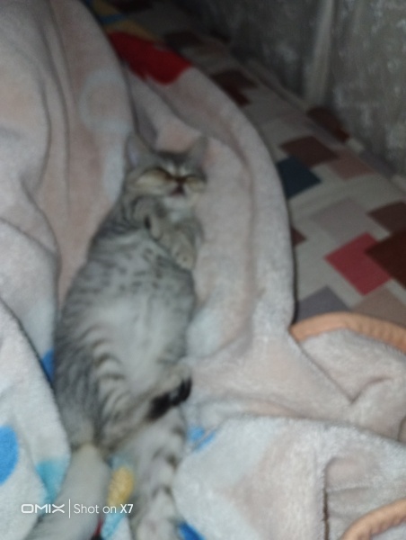 British Shorthair, Kedi  Pamuk fotoğrafı