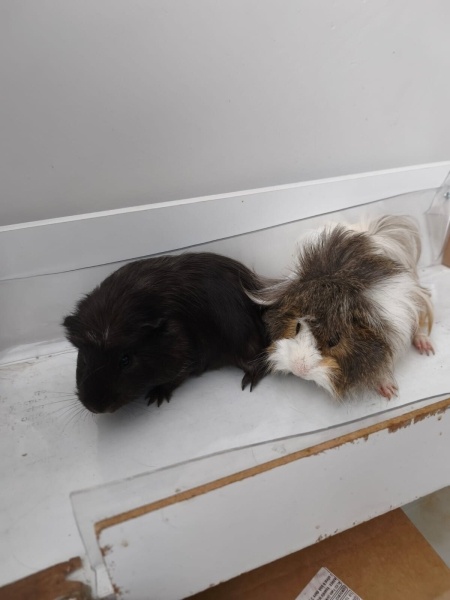 Guinea Pig, Kemirgen  Karanfil ve Elmas fotoğrafı