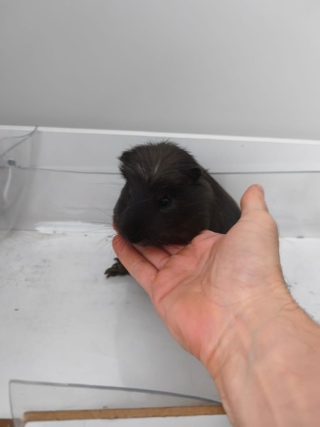 Guinea Pig, Kemirgen  Karanfil ve Elmas fotoğrafı
