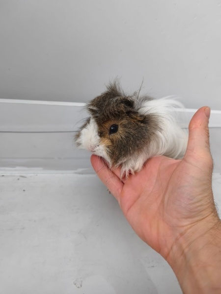 Guinea Pig, Kemirgen  Karanfil ve Elmas fotoğrafı