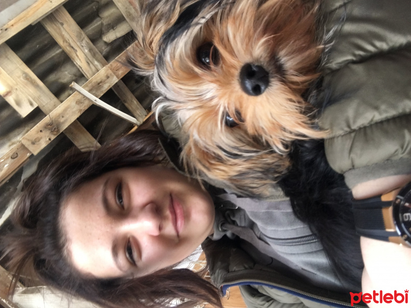 Yorkshire Terrier, Köpek  Ponçik fotoğrafı
