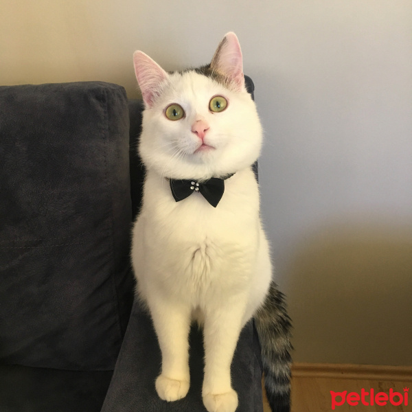 Tekir Kedi, Kedi  Pamil fotoğrafı