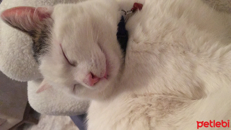 Tekir Kedi, Kedi  Pamil fotoğrafı