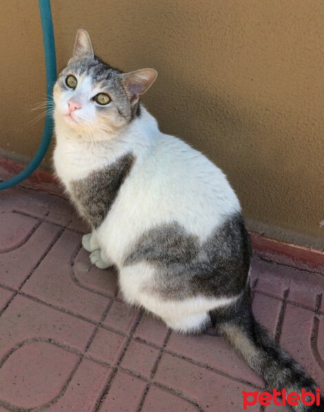 Tekir Kedi, Kedi  nisan fotoğrafı