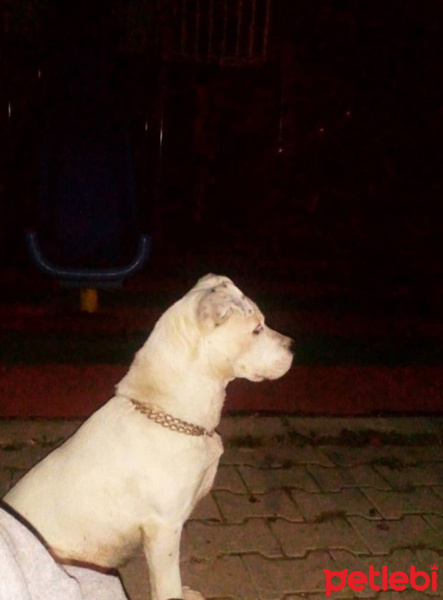 Amerikan Staffordshire Terrier, Köpek  Aşıl  fotoğrafı