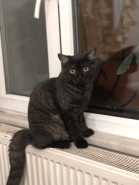 Bombay, Kedi  Gümüş fotoğrafı