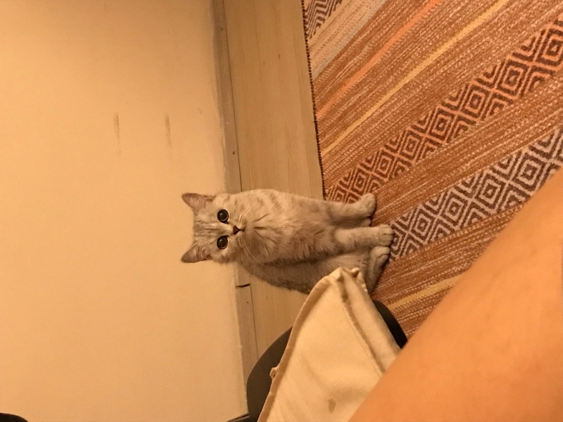 British Shorthair, Kedi  şurup fotoğrafı