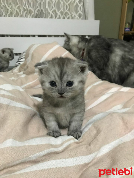 British Shorthair, Kedi  loya fotoğrafı