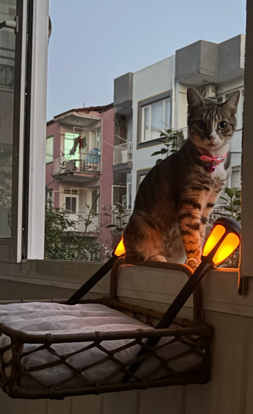 Tekir Kedi, Kedi  Makbule fotoğrafı