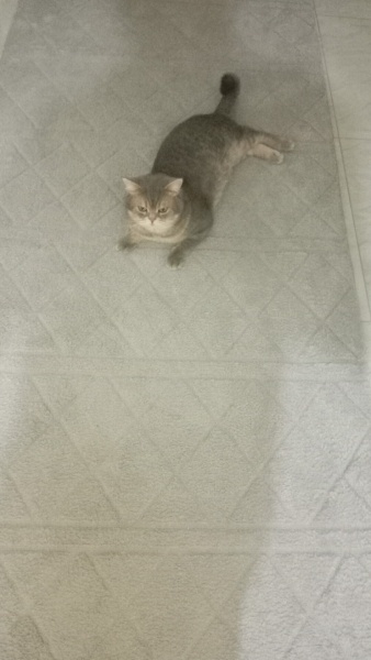 British Shorthair, Kedi  Dorin fotoğrafı