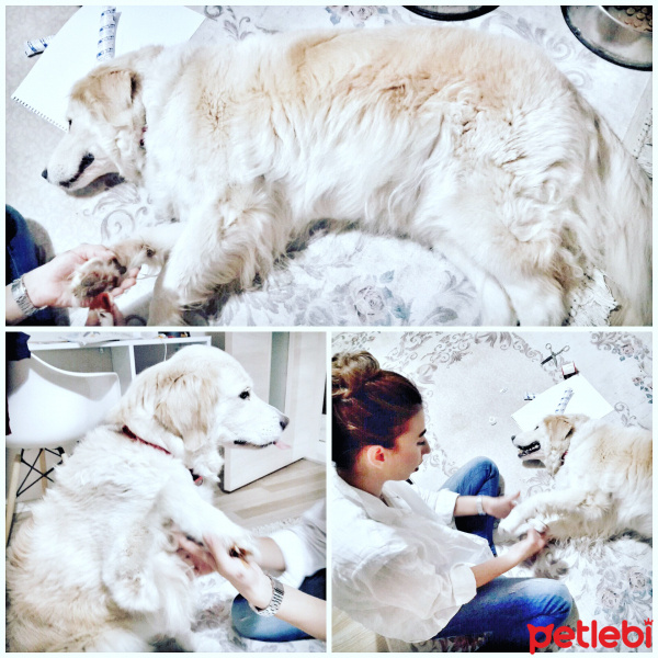 Golden Retriever, Köpek  Naya fotoğrafı