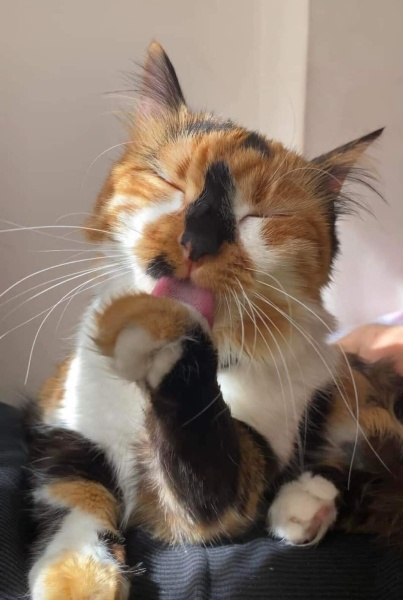 Chartreux, Kedi  Karamel fotoğrafı