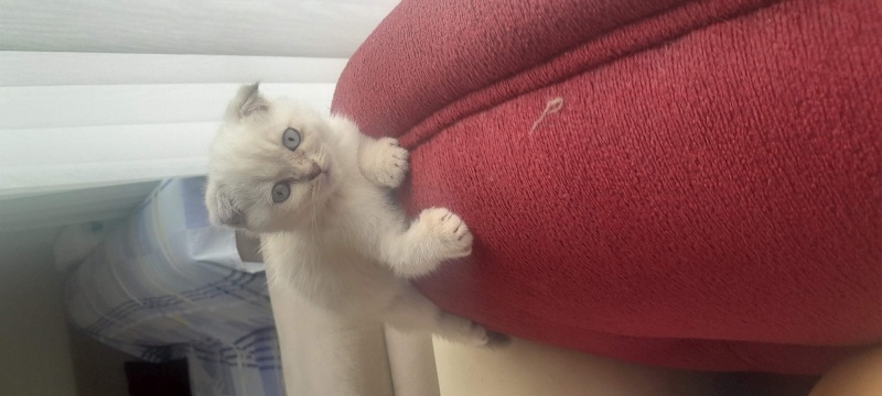 Scottish Fold, Kedi  Sütlaç fotoğrafı