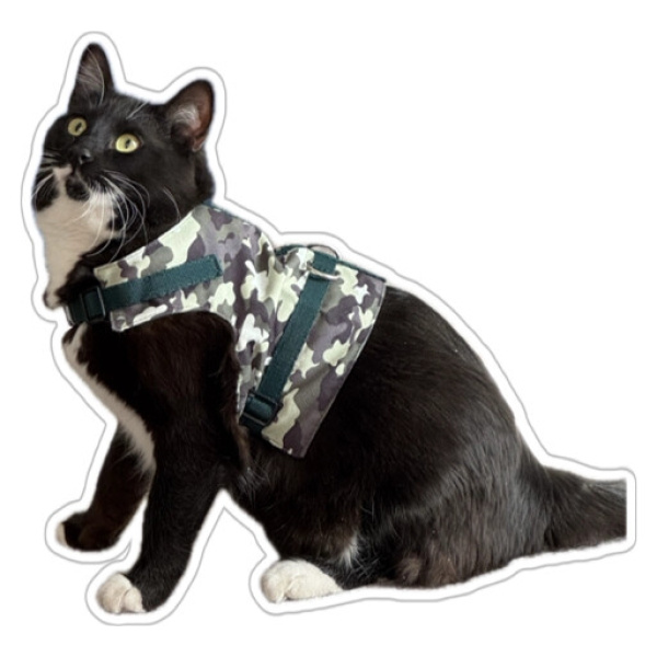 Tuxedo (Smokin) Kedi, Kedi  Buffon fotoğrafı