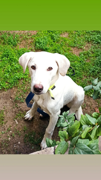 Akbaş, Köpek  Nyx fotoğrafı