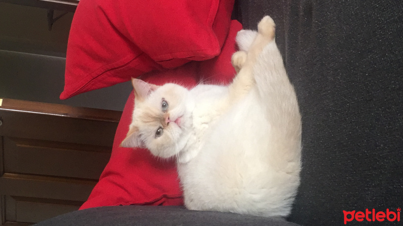 Exotic Shorthair, Kedi  Şila fotoğrafı