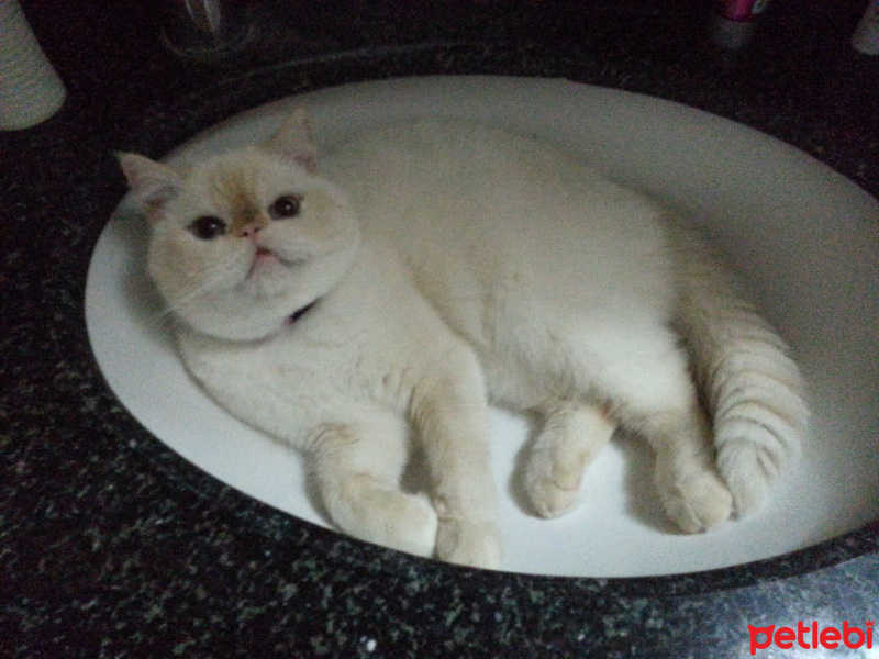 Exotic Shorthair, Kedi  Şila fotoğrafı