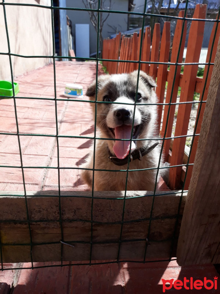 Sokö (Sokak Köpeği), Köpek  Hector fotoğrafı