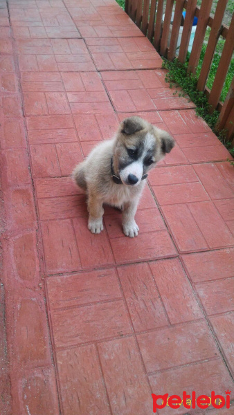Sokö (Sokak Köpeği), Köpek  Hector fotoğrafı
