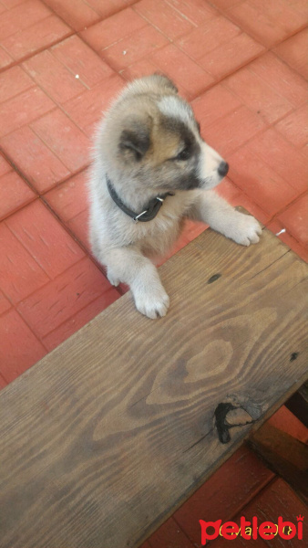 Sokö (Sokak Köpeği), Köpek  Hector fotoğrafı