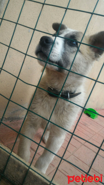 Sokö (Sokak Köpeği), Köpek  Hector fotoğrafı