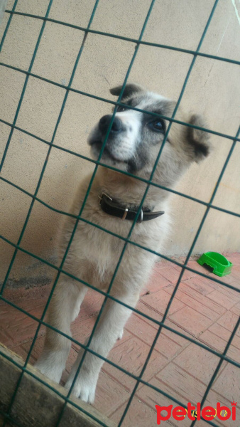 Sokö (Sokak Köpeği), Köpek  Hector fotoğrafı