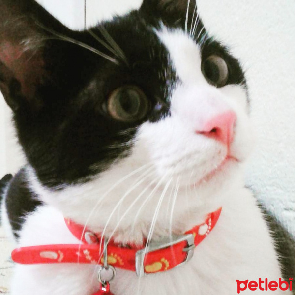 Tuxedo (Smokin) Kedi, Kedi  Zambak fotoğrafı