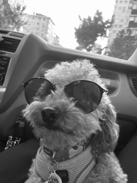 Poodle(Standart Kaniş), Köpek  Mars fotoğrafı