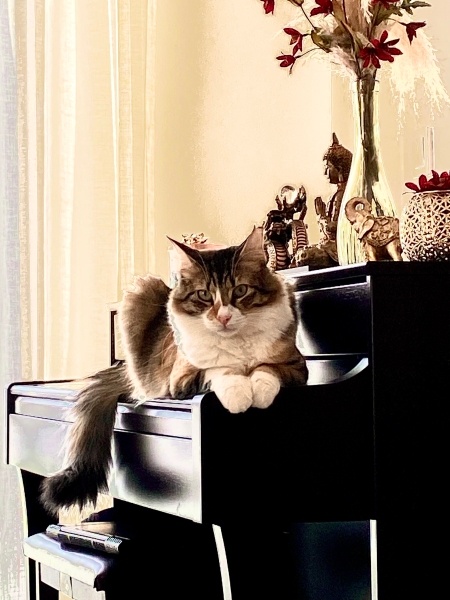 Tekir Kedi, Kedi  LUNA fotoğrafı