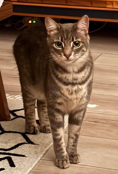 Tekir Kedi, Kedi  Bella fotoğrafı