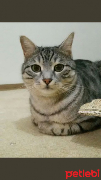 Tekir Kedi, Kedi  Kivi fotoğrafı