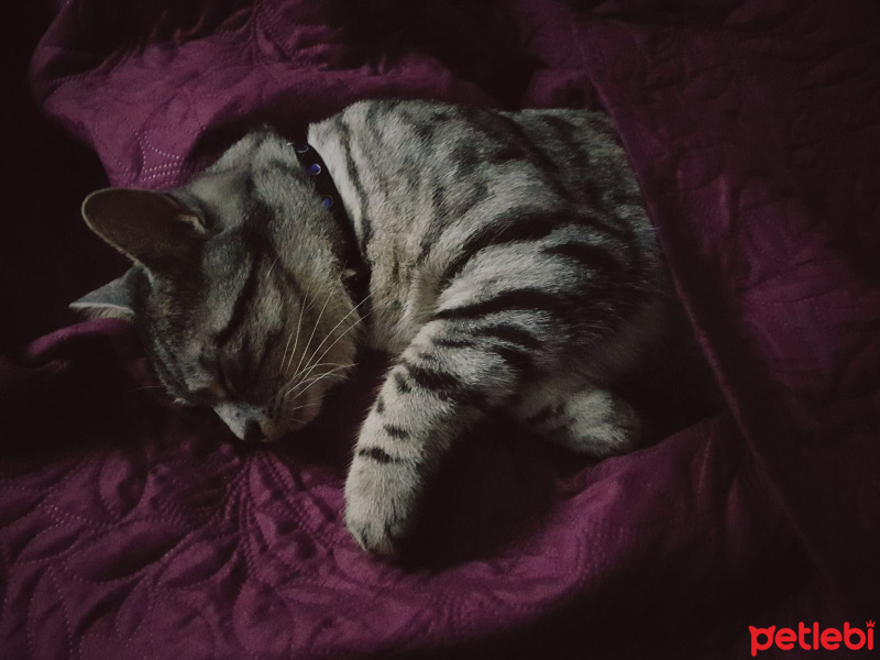 Tekir Kedi, Kedi  Kivi fotoğrafı