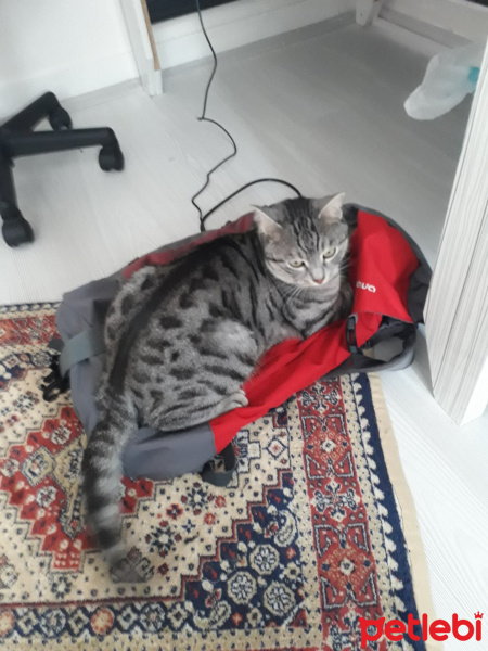 Tekir Kedi, Kedi  Kivi fotoğrafı