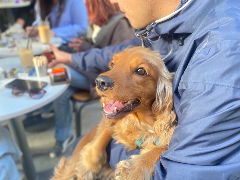 Amerikan Cocker Spaniel, Köpek  Lucy fotoğrafı