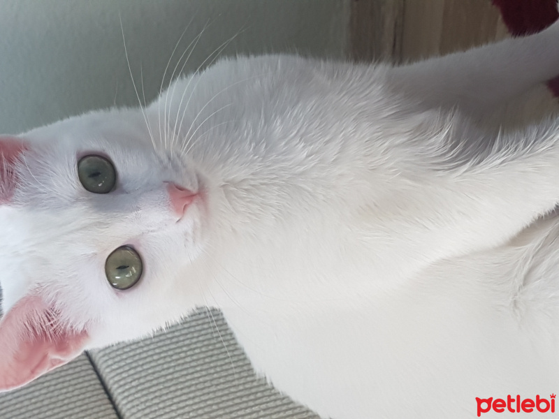 Van Kedisi, Kedi  Köpük  fotoğrafı