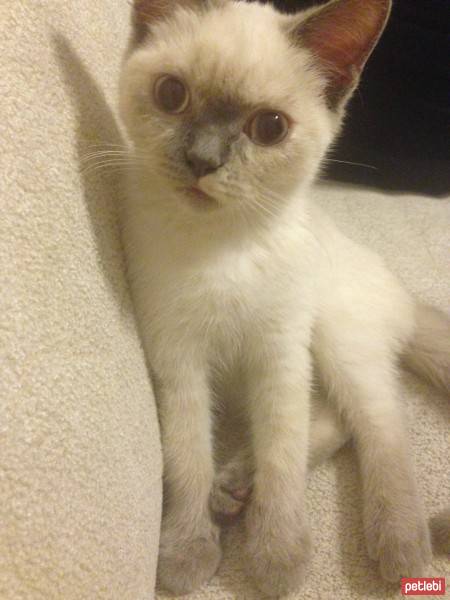 British Shorthair, Kedi  Lokum fotoğrafı