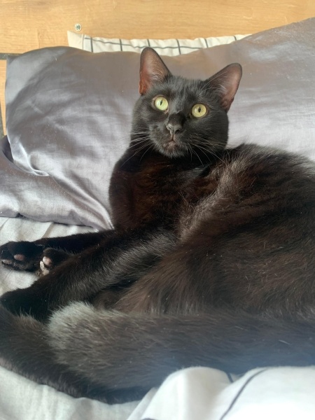 Bombay, Kedi  Küçüm Han fotoğrafı