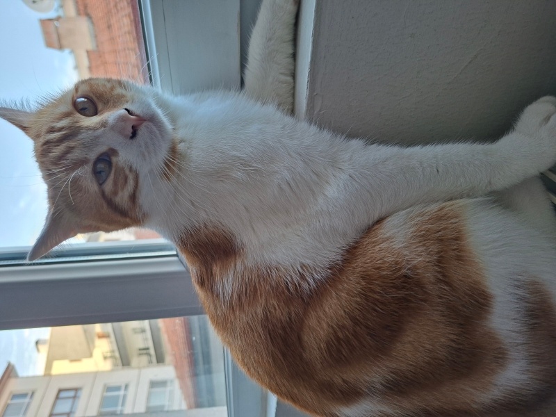 Tekir Kedi, Kedi  Turunç fotoğrafı