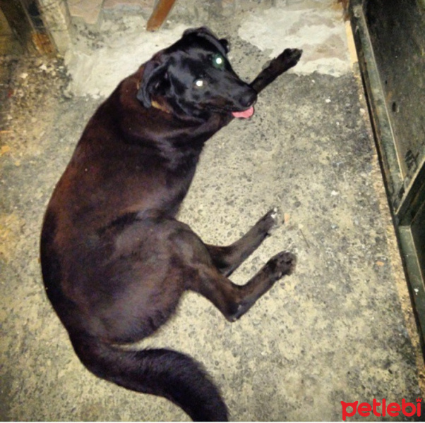 Labrador Retriever, Köpek  Paşa fotoğrafı