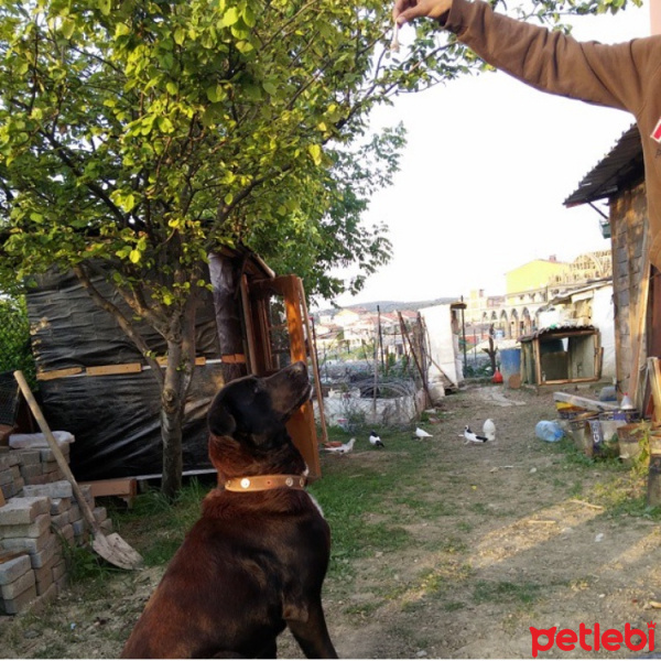 Labrador Retriever, Köpek  Paşa fotoğrafı