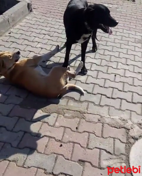 Labrador Retriever, Köpek  Paşa fotoğrafı