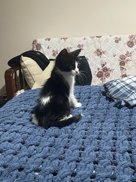 Tekir Kedi, Kedi  rafa fotoğrafı