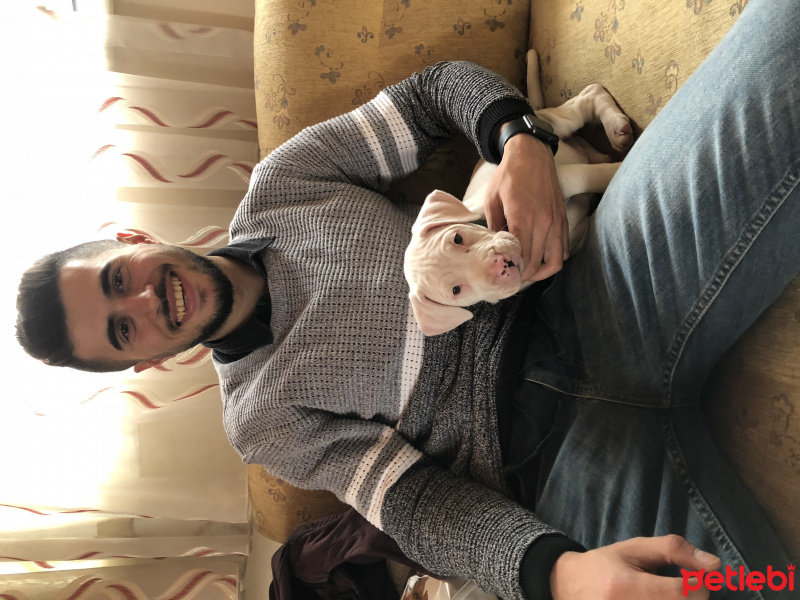 Dogo Arjantin, Köpek  Dodo fotoğrafı