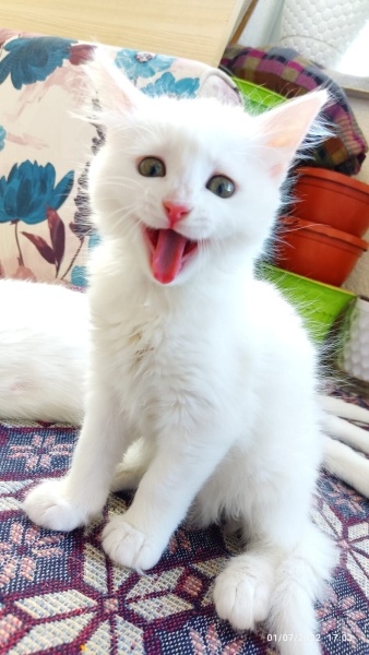 Van Kedisi, Kedi  maya fotoğrafı